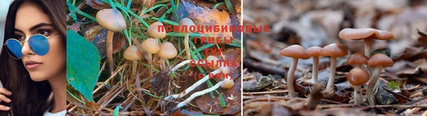марки lsd Новозыбков